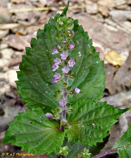 {Perilla frutescens}